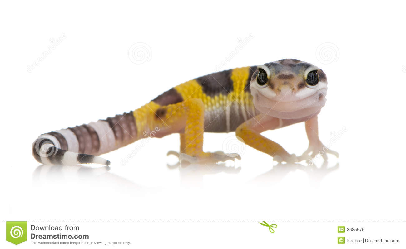 Royalty Free Stock Image  Juvenile Leopard Gecko   Eublepharis