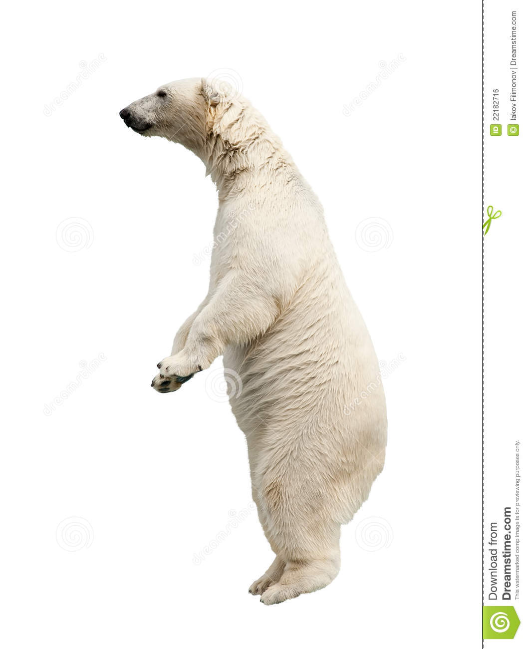 Standing Polar Bear Clipart Standing Polar Bear Clipart