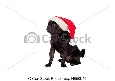 Stock Photo   Nice Pug Dog With Christmas Hat   Stock Image Images