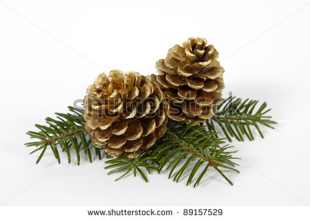 Two Big Pine Cones On The White Background   Stock Photo