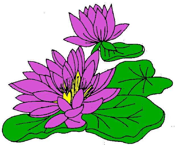 All Cliparts  Water Lily Clipart