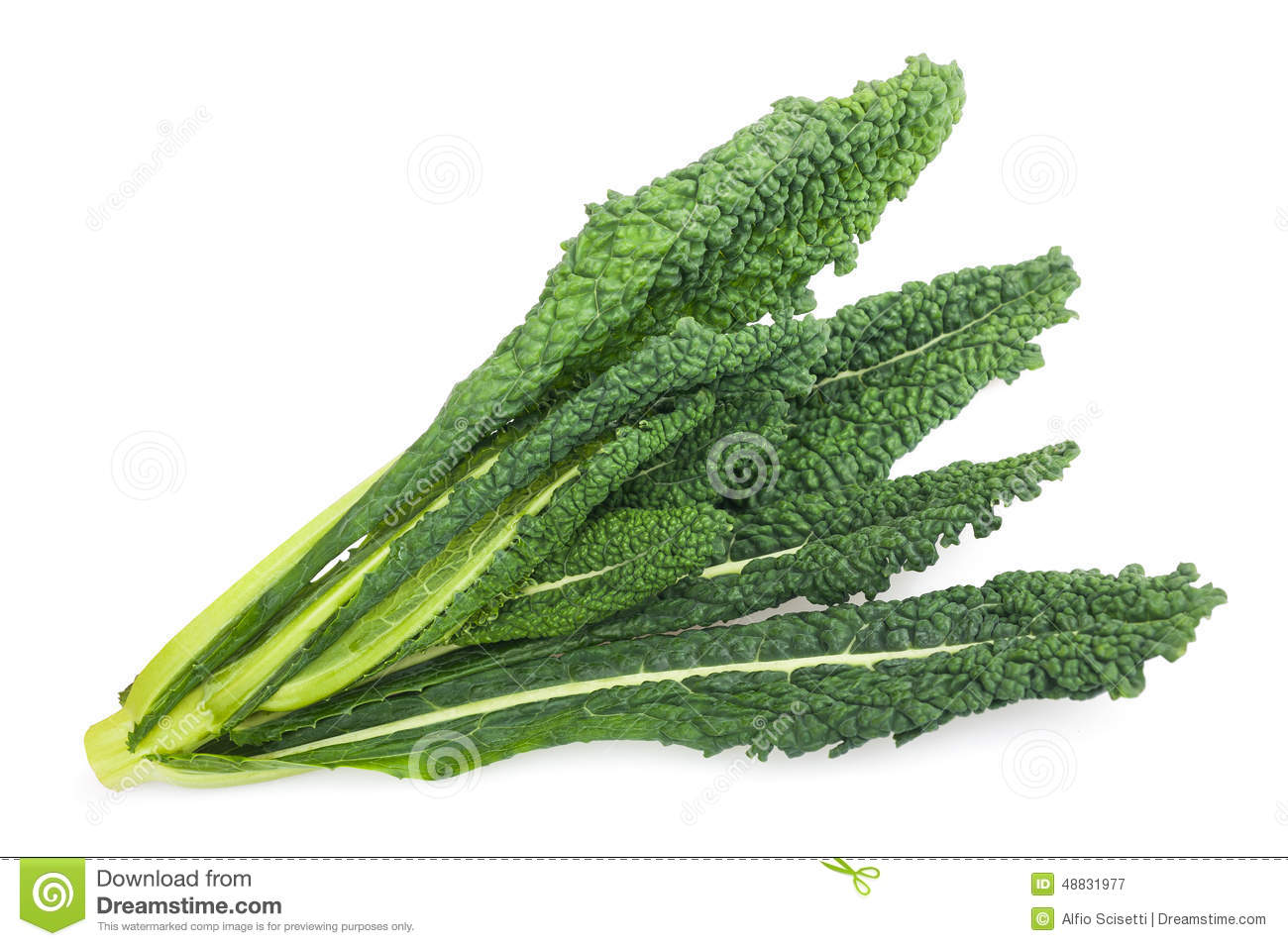 Black Cabbage Italian Kale Isolated On White Background