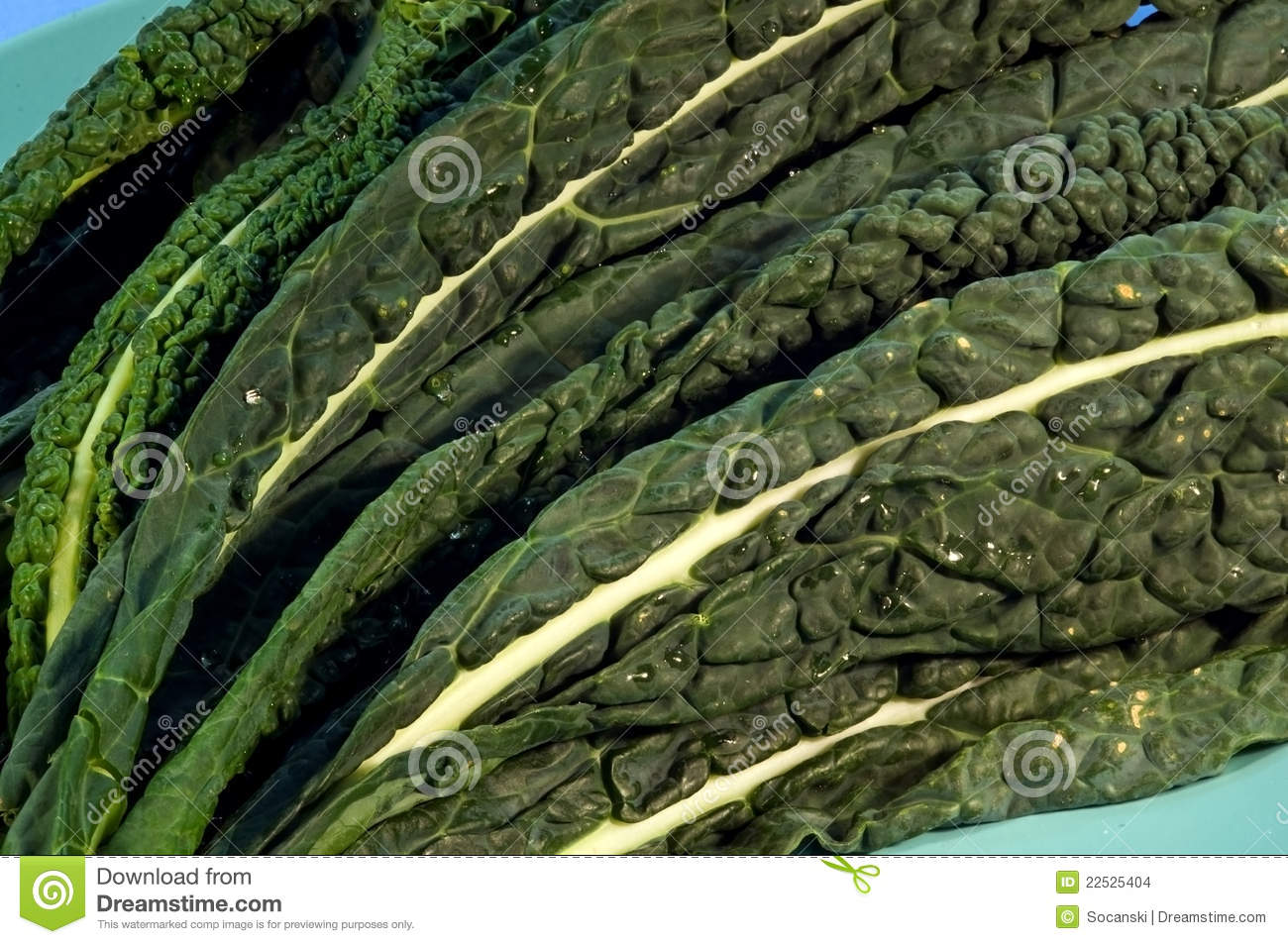 Black Kale Stock Images   Image  22525404