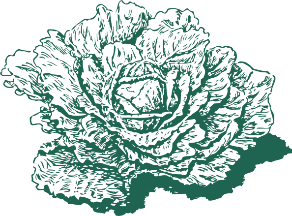 Dutch Cabbage Clip Art At Clker Com   Vector Clip Art Online Royalty