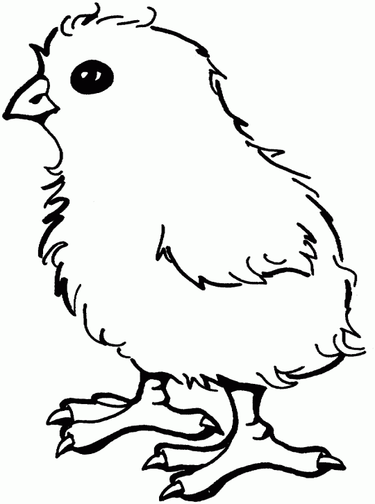     Pages Of Baby Chicks  Baby Chick Coloring Pages Clipart Bestcolor