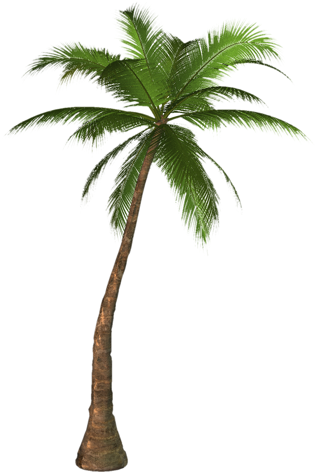 R11   Romi Palms  Amp  Trees   0002 Png
