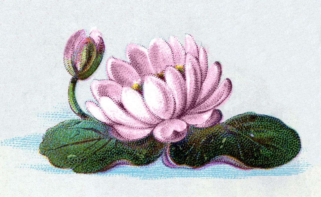 Vintage Clip Art   Water Lily   The Graphics Fairy