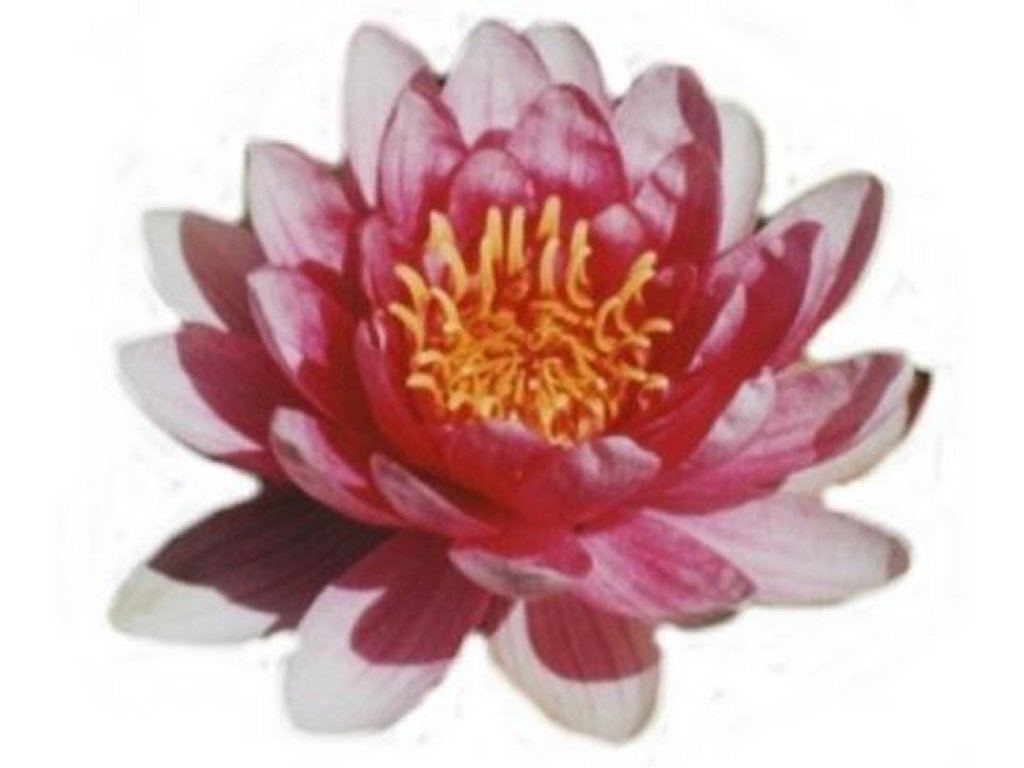 Water Lily Clip Art Pictures   Free Quality Clipart