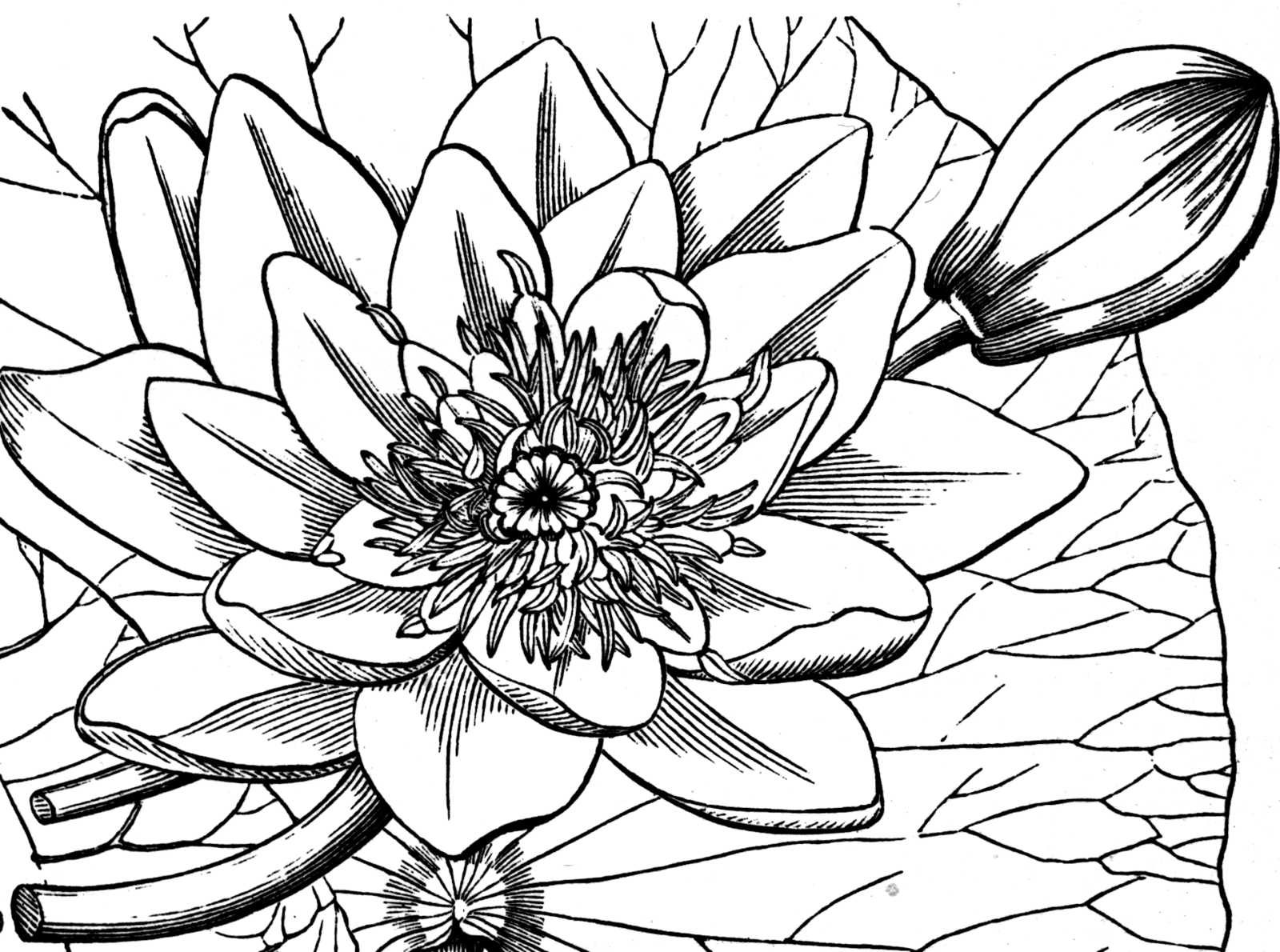 Water Lily   Clipart Etc