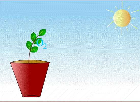 Animated Plants Plants Animated Clipart 