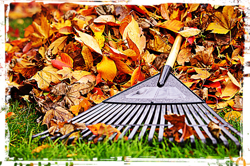 Fall Clean Up Fall Cleanup Includes The