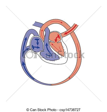 Heart Failure Csp14738727   Search Clipart Illustration Drawings