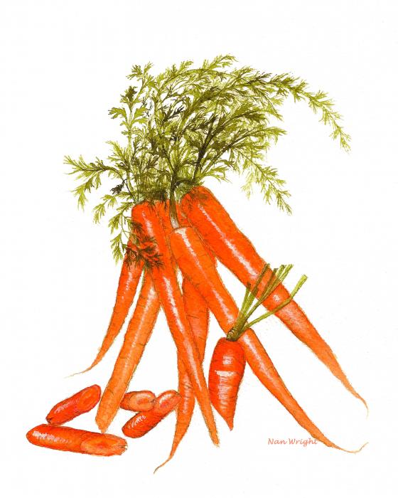 Nothing Found For Wp Content Carrots Illustration