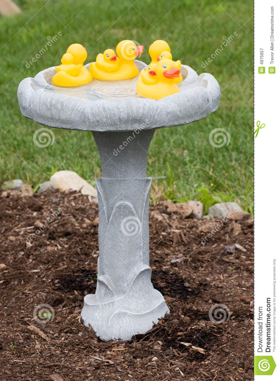Rubber Duckies In A Bird Bath Royalty Free Stock Photography   Image    