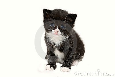 Baby Tuxedo Kitten Four Weeks Old  The Tuxedo Cat Is Defined By Its