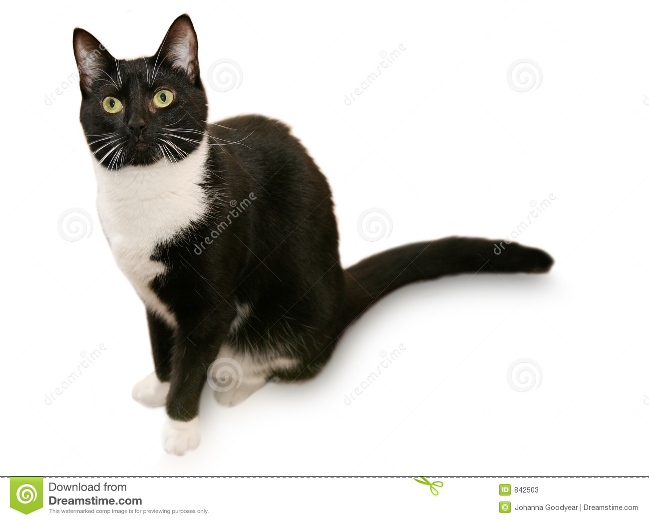 Beautiful Tuxedo Cat Stock Photos   Image  842503