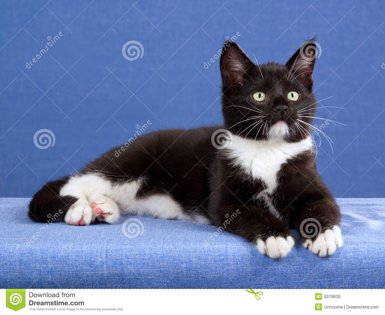 Black And White Tuxedo Kitten Royalty Free Stock Photo   Image