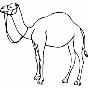 Camel   Outline And Coloring Picture