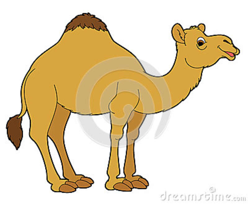 Cartoon Animal   Camel Stock Illustration   Image  40884625