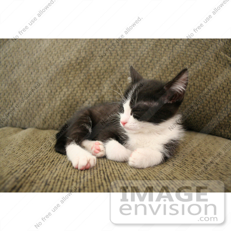 Image Of A Sleeping Tuxedo Kitten    372 By Jamie Voetsch   Royalty
