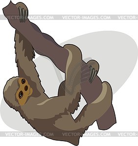 Sloth   Vector Image