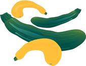 Summer Squash Illustrations And Clipart