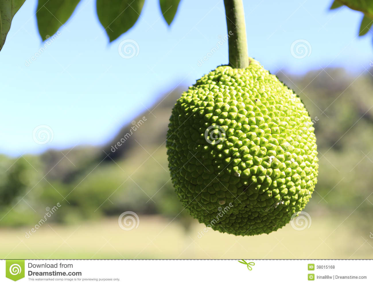 Tropical Green Bread Fruit In Growing In Kauai  National Tropical