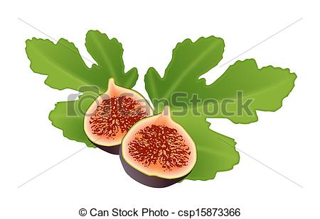 Clip Art Vector Of Fig And Leaf Csp15873366   Search Clipart