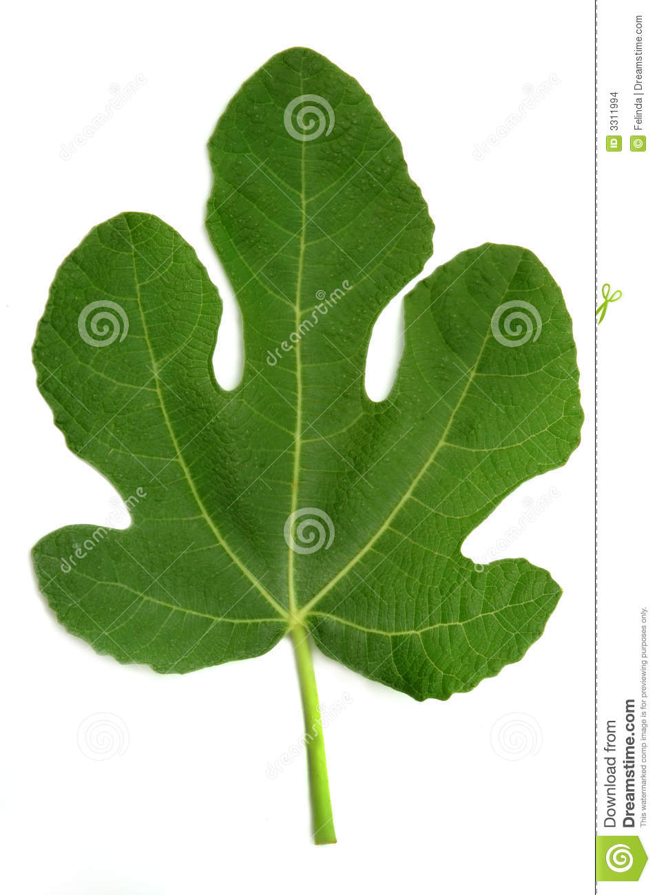 Fig Leaf