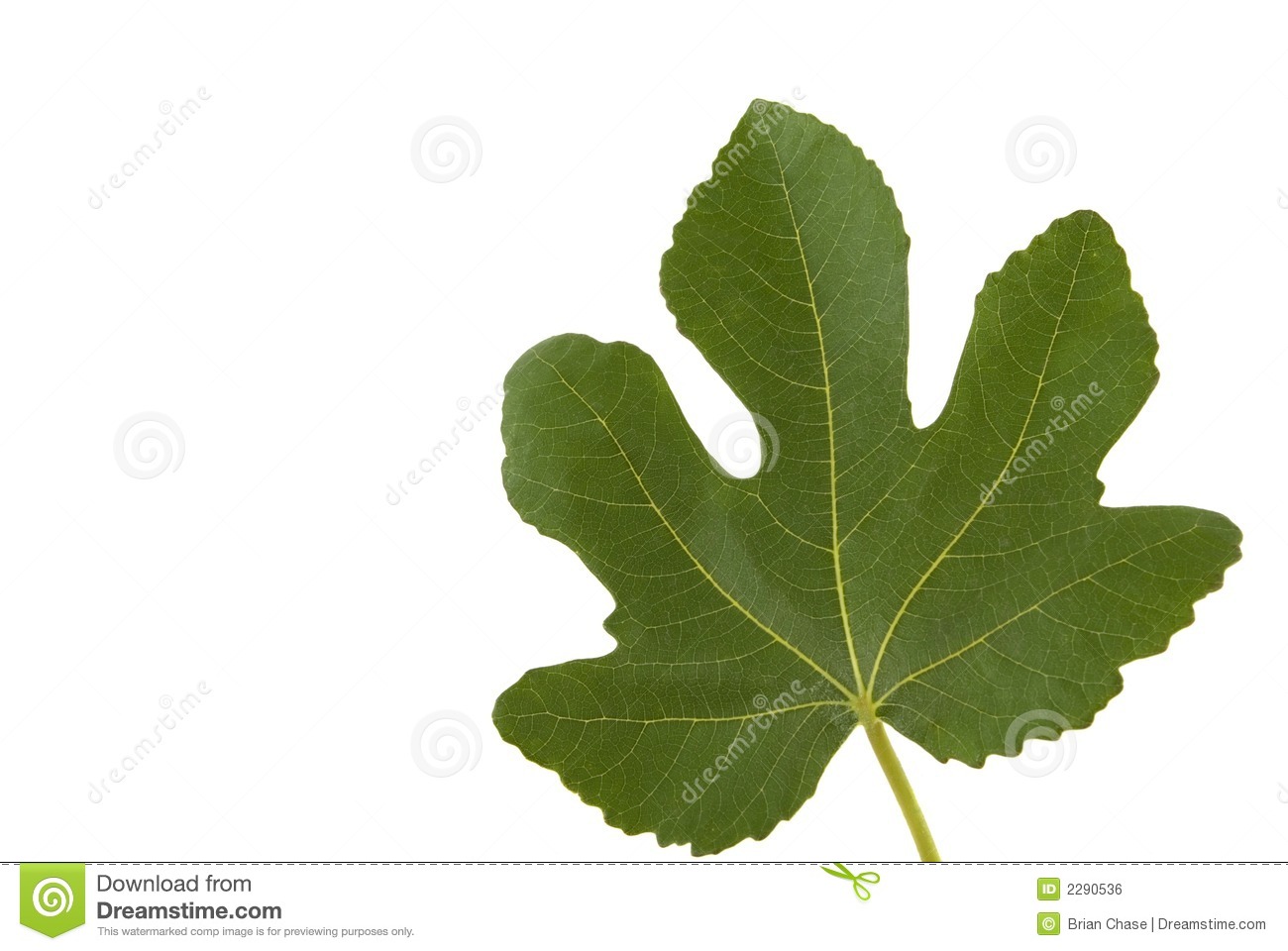 Fig Leaf Royalty Free Stock Image   Image  2290536