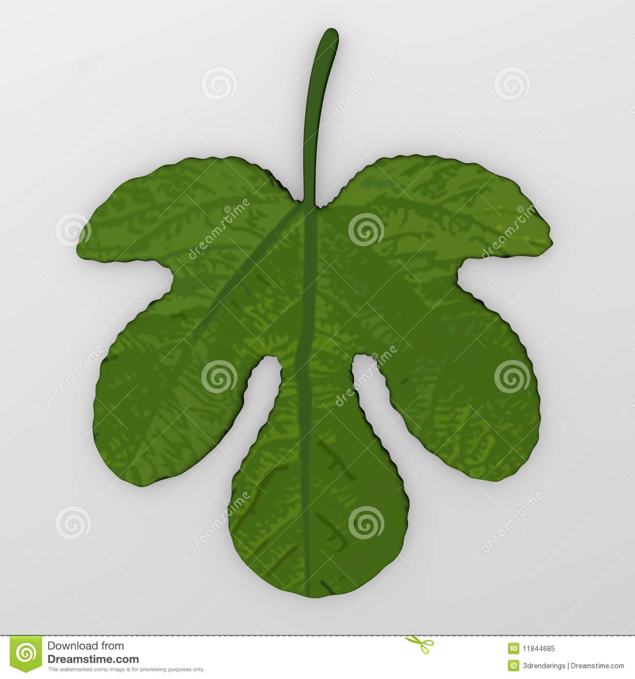 Fig Leaf Royalty Free Stock Photo   Image  11844685