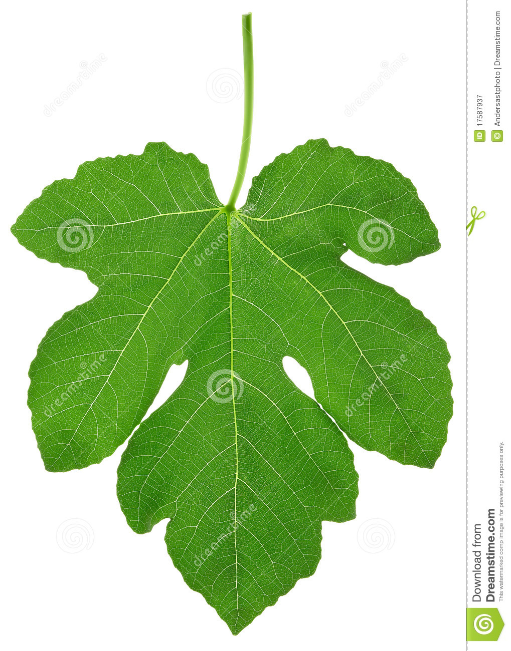 Fig Leaf Royalty Free Stock Photography   Image  17587937