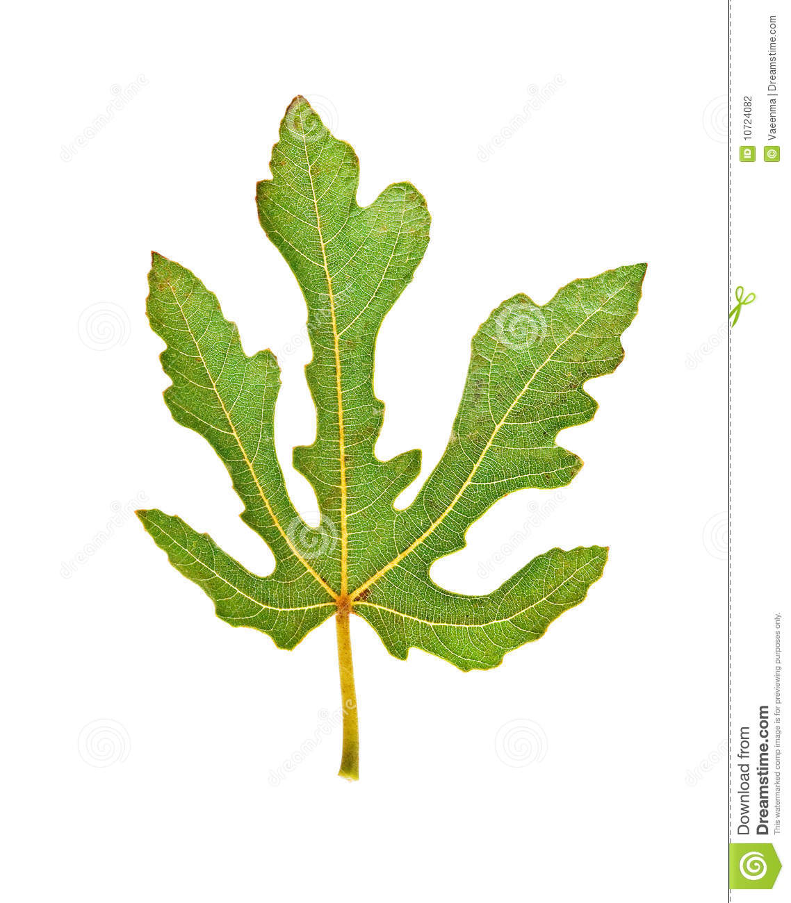 Fig Leaf Stock Photography   Image  10724082