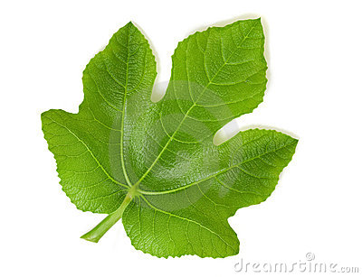Fig Leaf Stock Photos   Image  20888043