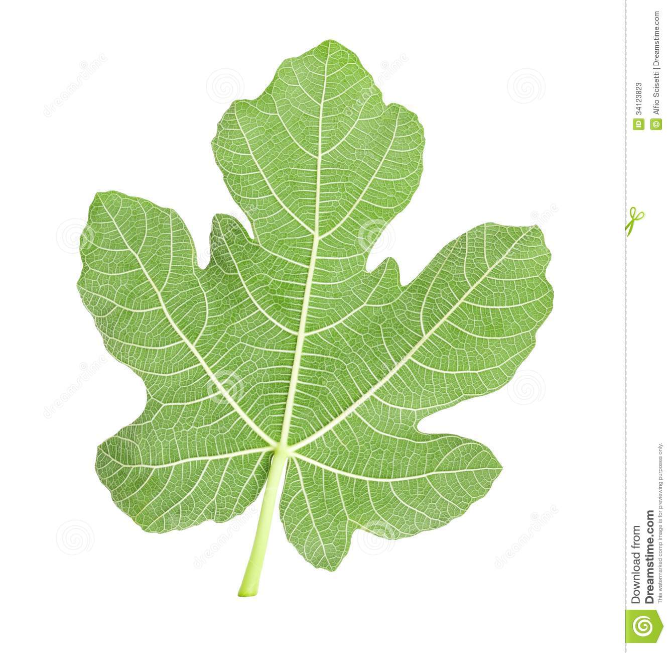 Fig Leaf Stock Photos   Image  34123823