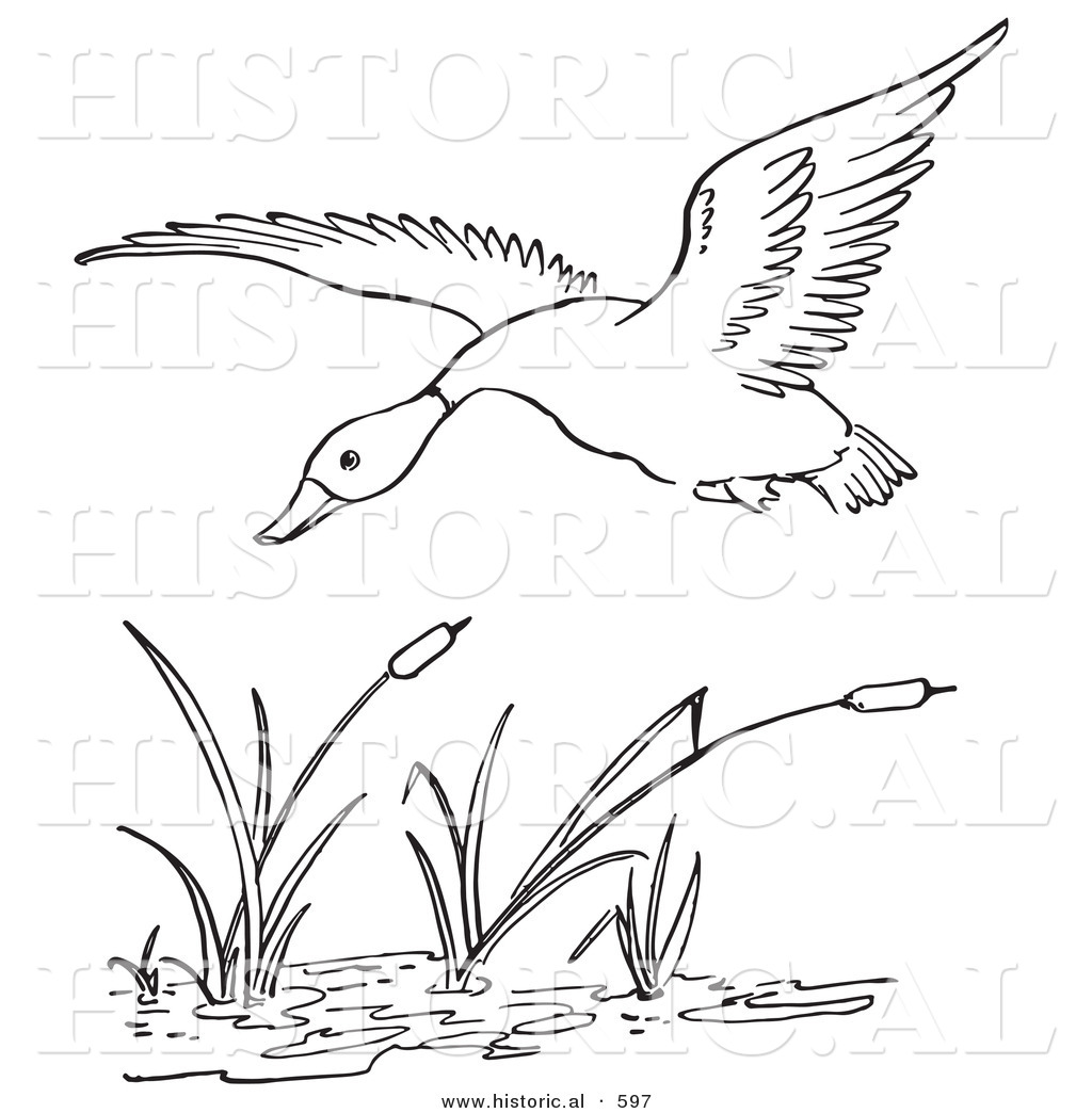Historical Vector Illustration Of A Duck Flying Over A Pond With