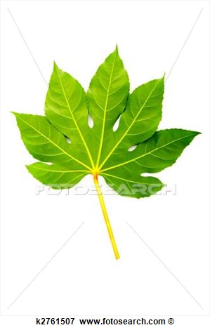 Picture   Green Fig Leaf Isolated On The White  Fotosearch   Search