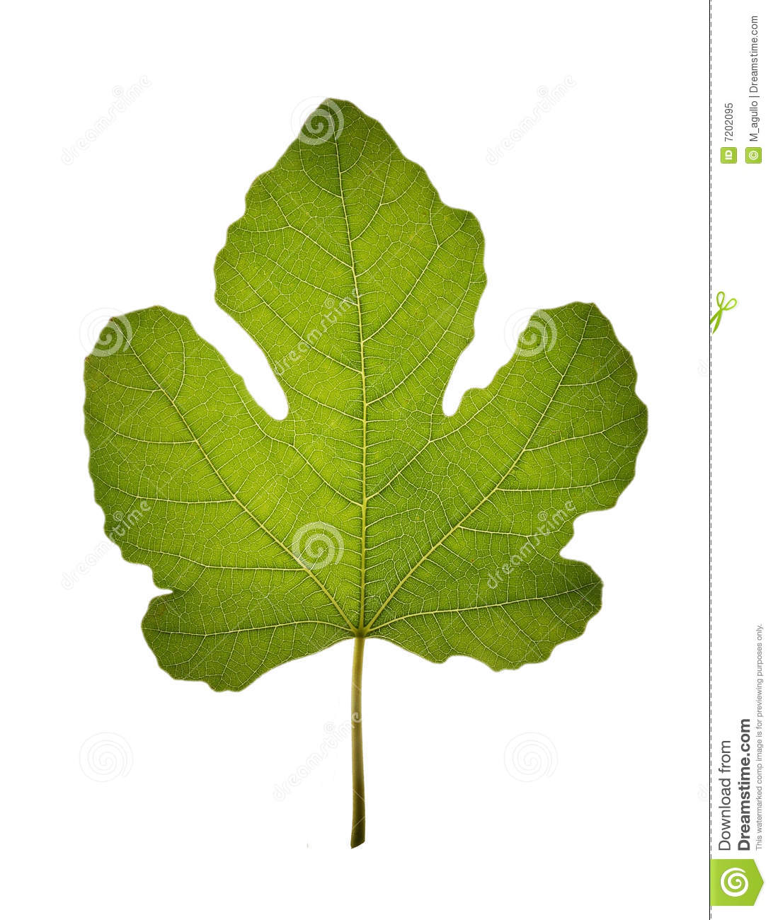 Translucent Isolated Fig Leaf Royalty Free Stock Photo   Image
