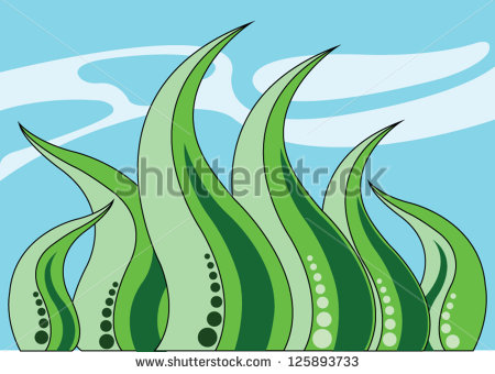 Green Algae Stock Photos Images   Pictures   Shutterstock