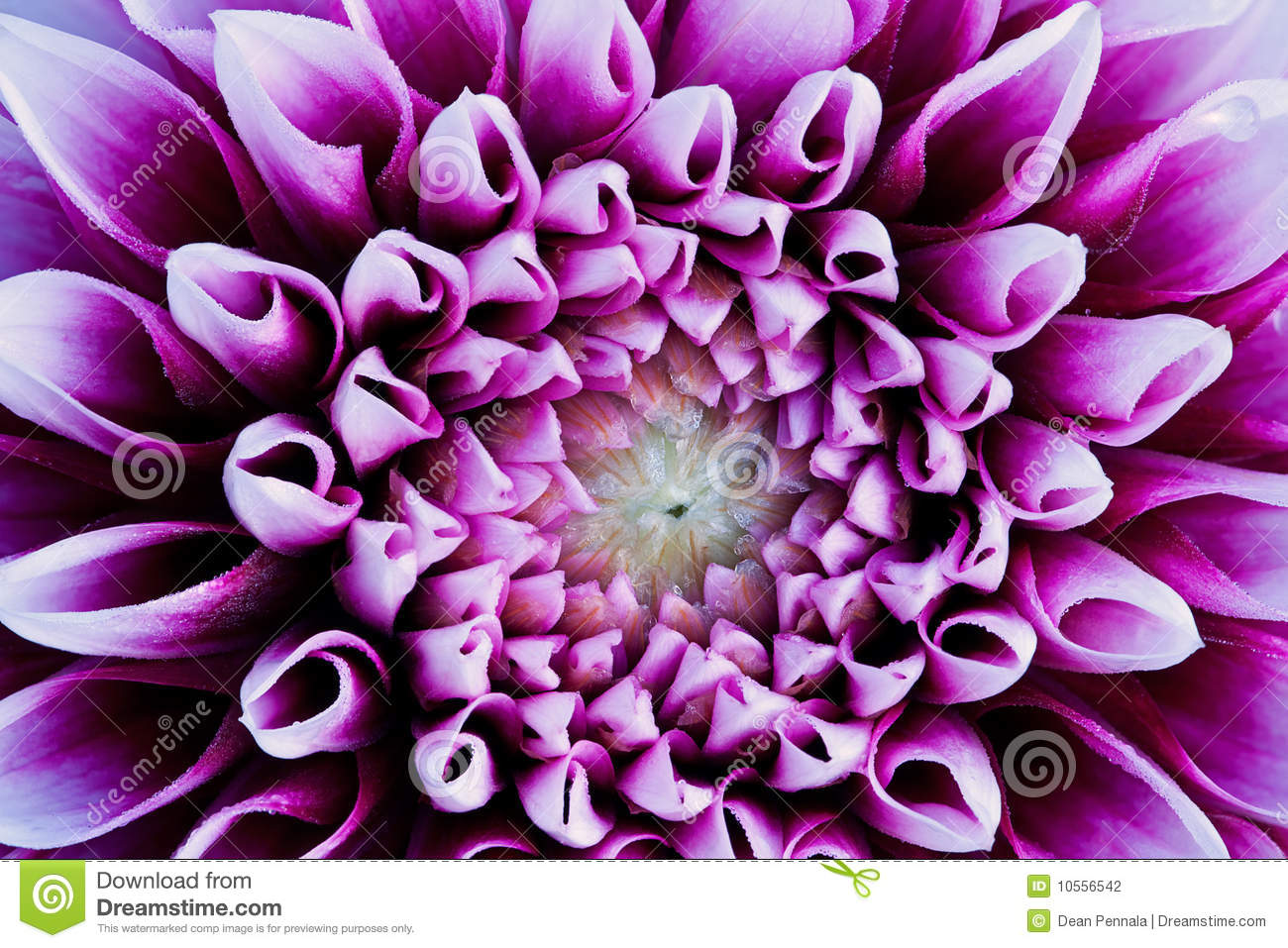 Close Up Of A Colorful Dahlia Showing Its Patterns Details And