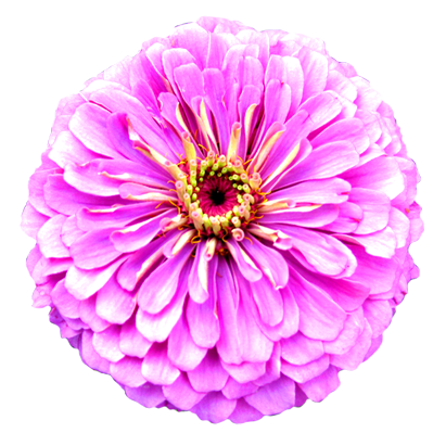 Flower Image Gallery   Useful Floral Clip Art