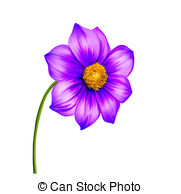 Illustration Of Purple Dahlia Flower Spring Flower Isolated On White
