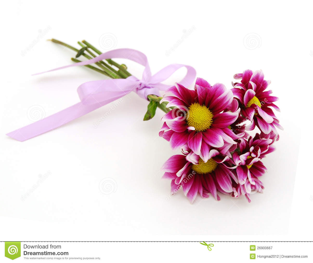 Purple Dahlia Flowers With Yellow Center And White Leaf Edges Isolated