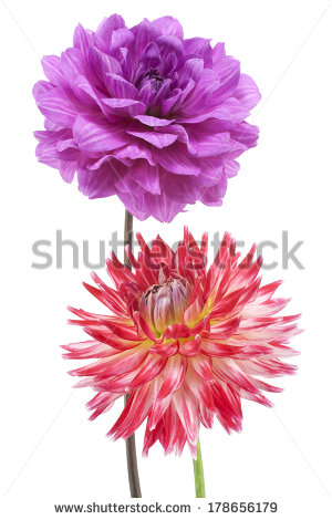 Studio Shot Of Purple And Red Colored Dahlia Flowers Isolated On White