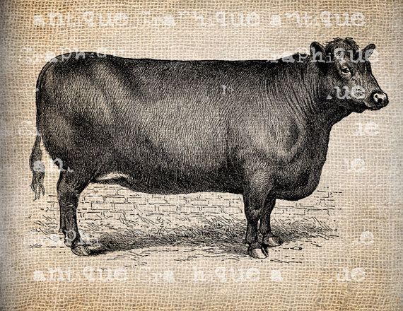 Antique Vintage Cow Steer Dairy Farm Illustration Clipart Digital