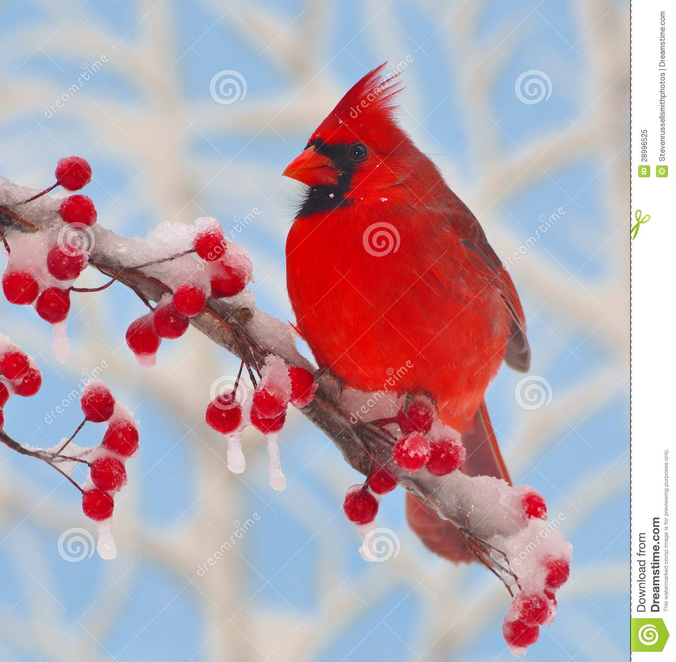 Male Northern Cardinal  Cardinalis Cardinalis  At Snowy Red Winter    