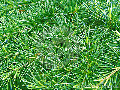 Pine Needle  Green Background Stock Images   Image  5209114