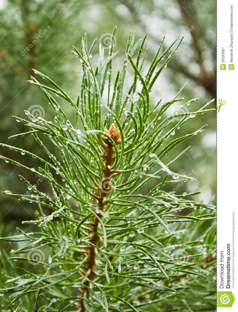 Pine Needle Royalty Free Stock Photography   Image  26333967
