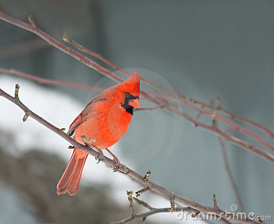 This Is A Northern Red Cardinal Perched On A Branch In Winter
