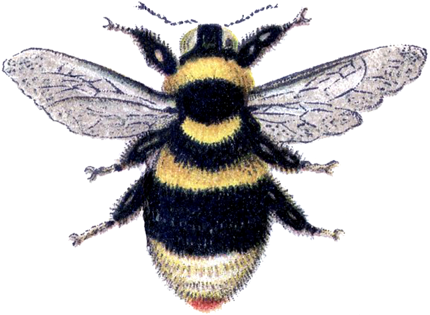 Bumble Bee Clip Art Graphicsfairy